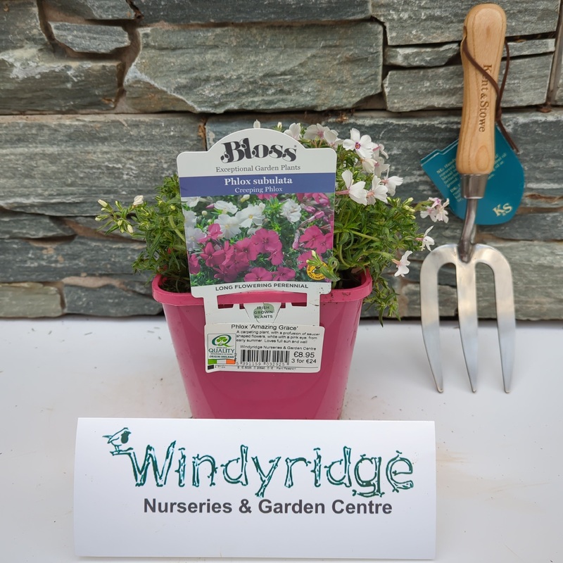 Phlox  Amazing Grace