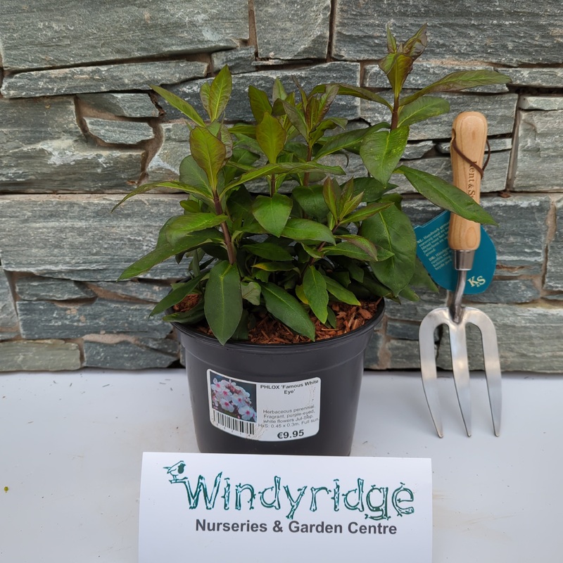 PHLOX Famous White Eye