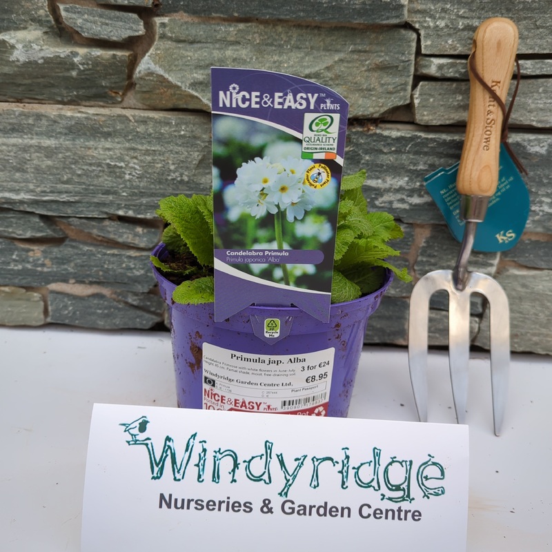 Primula jap. Alba