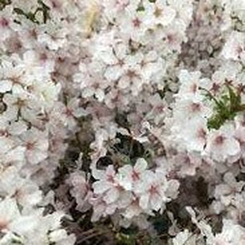 Prunus nipp. Brillant