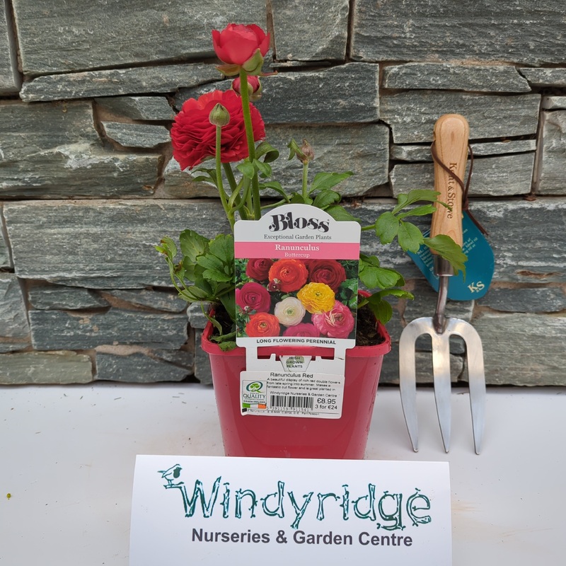 Ranunculus Red