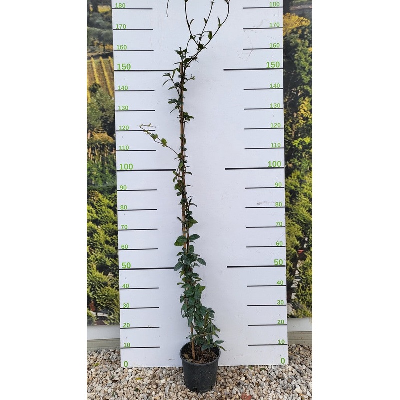 RHYNCOSPERMUM JASMINOIDES H 125 - 150 CM