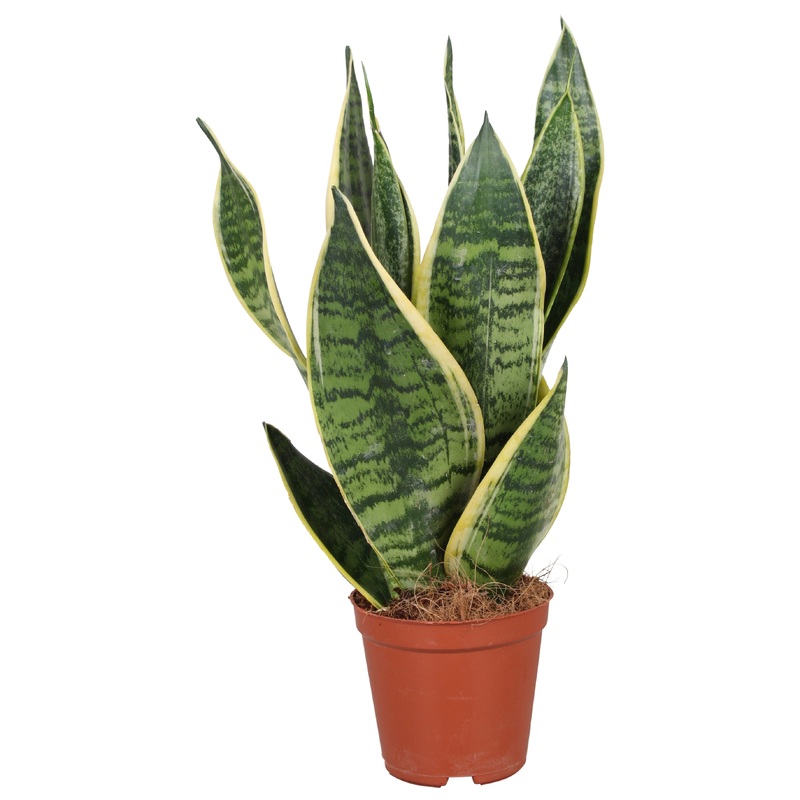Sansevieria trif. Futura Superba  P14
