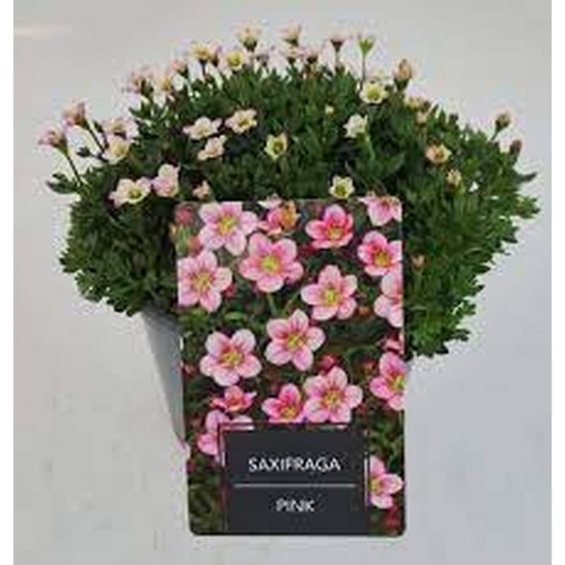 Saxifraga Pink 3 Ltr