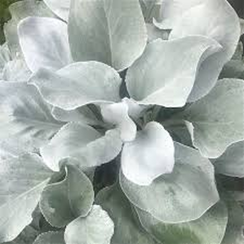Senecio cand. Angel Wings