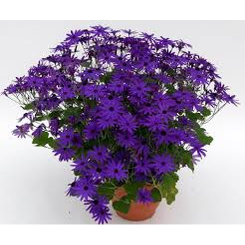 Senetti 23cm