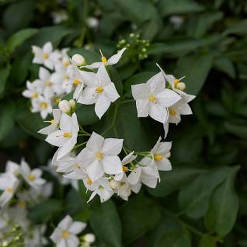 Solanum jasminoides album 3ltr pots