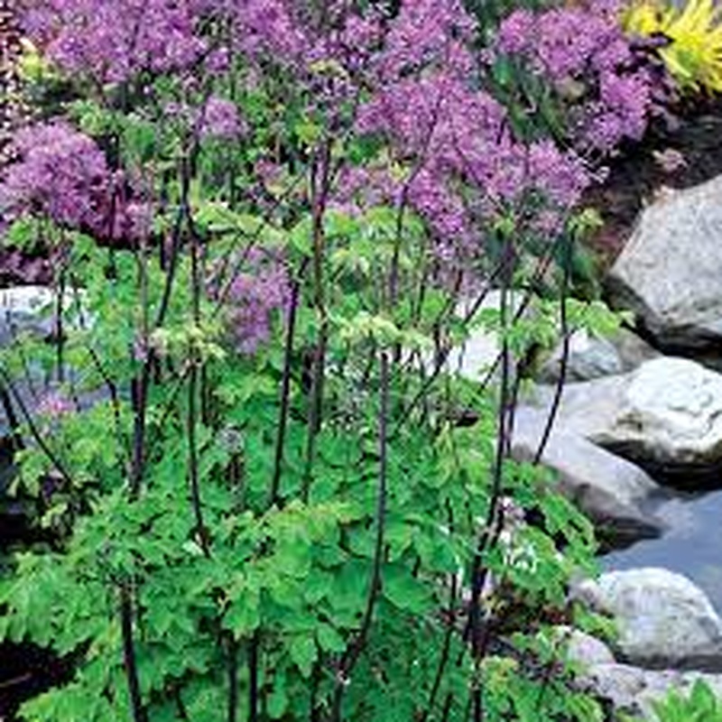 Thalictrum Elin
