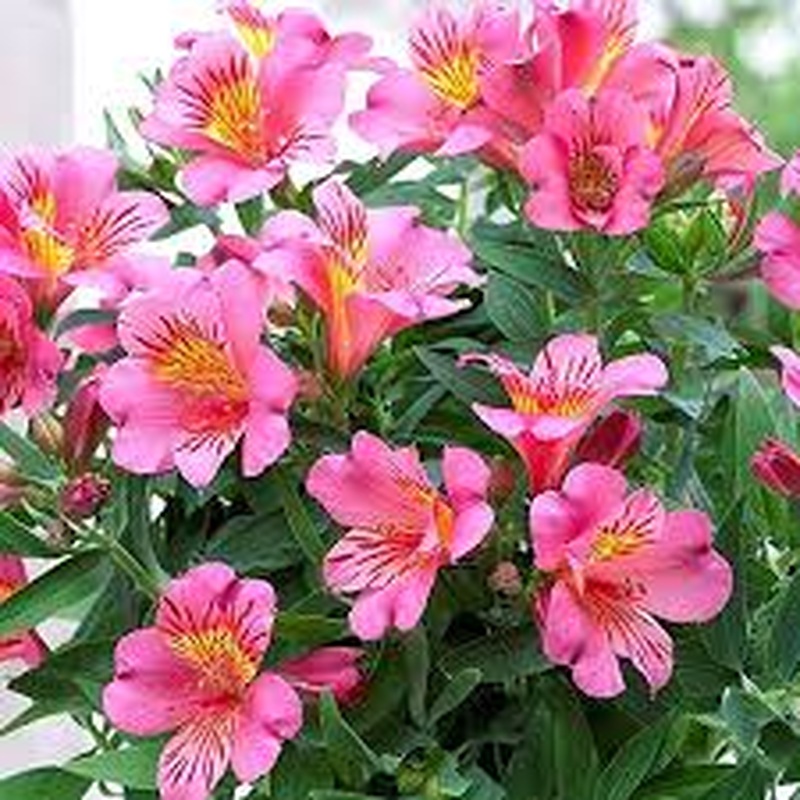 Alstroemeria Colorita mix