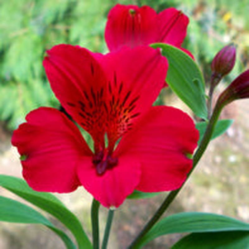 Alstroemeria Red Elf