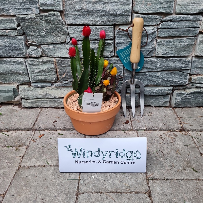 Cactus ...decorated Compo fiesta roman