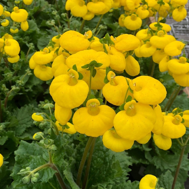 Calceolaria Calynopsis Yellow 2 Ltr