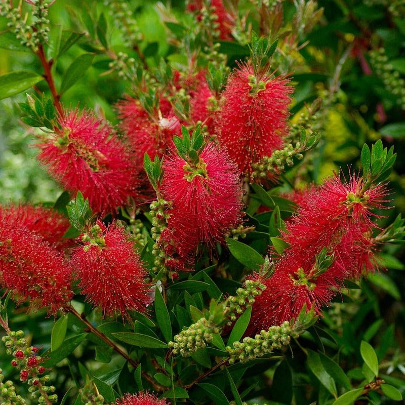 Callistemon citr.  Splendens
