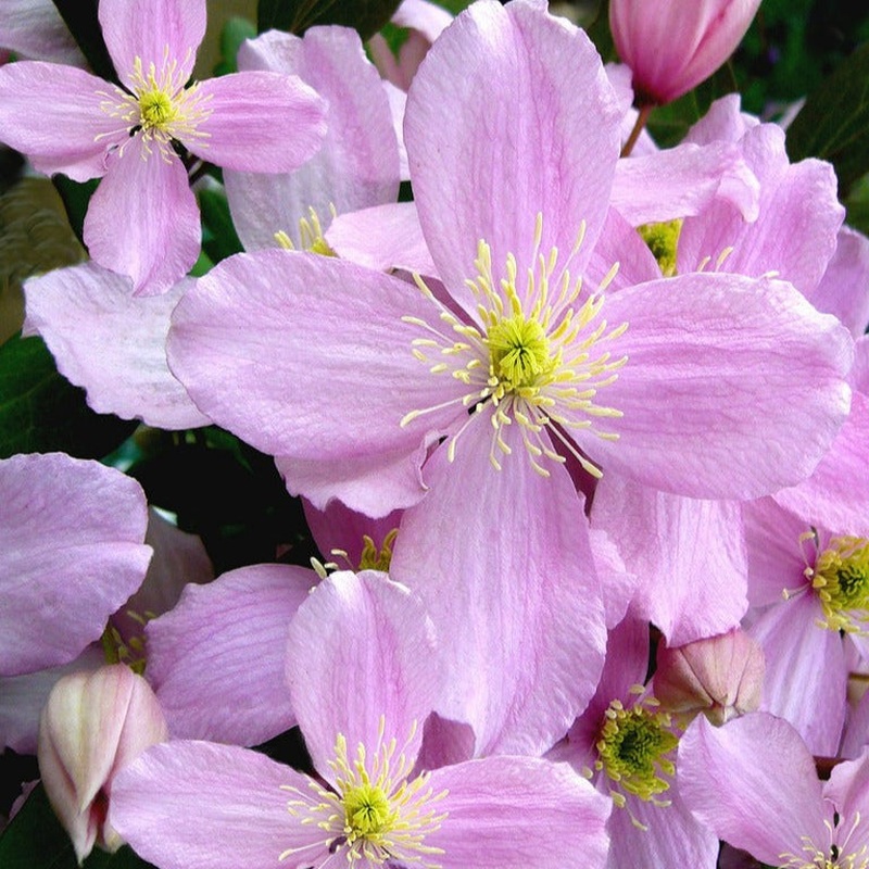 Clematis montana Fragrant Spring  S-pot(2,25 L)