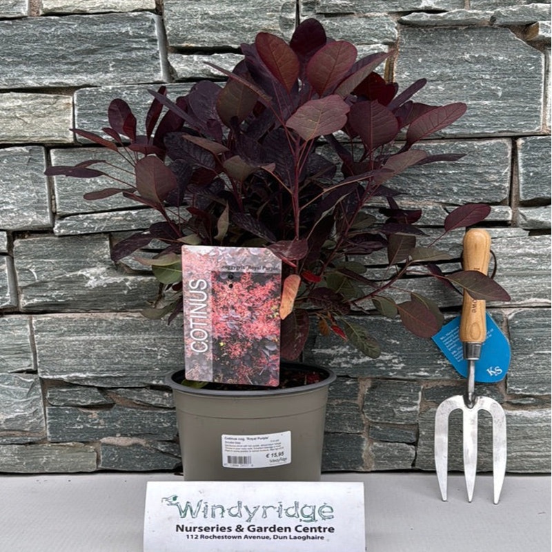 Cotinus cog. Royal Purple  3 Ltr pot