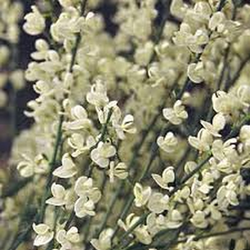 Cytisus Praecox Albus