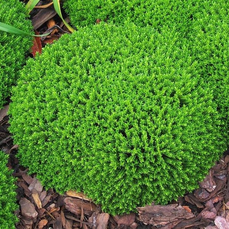 Hebe Green Globe 3ltr pots