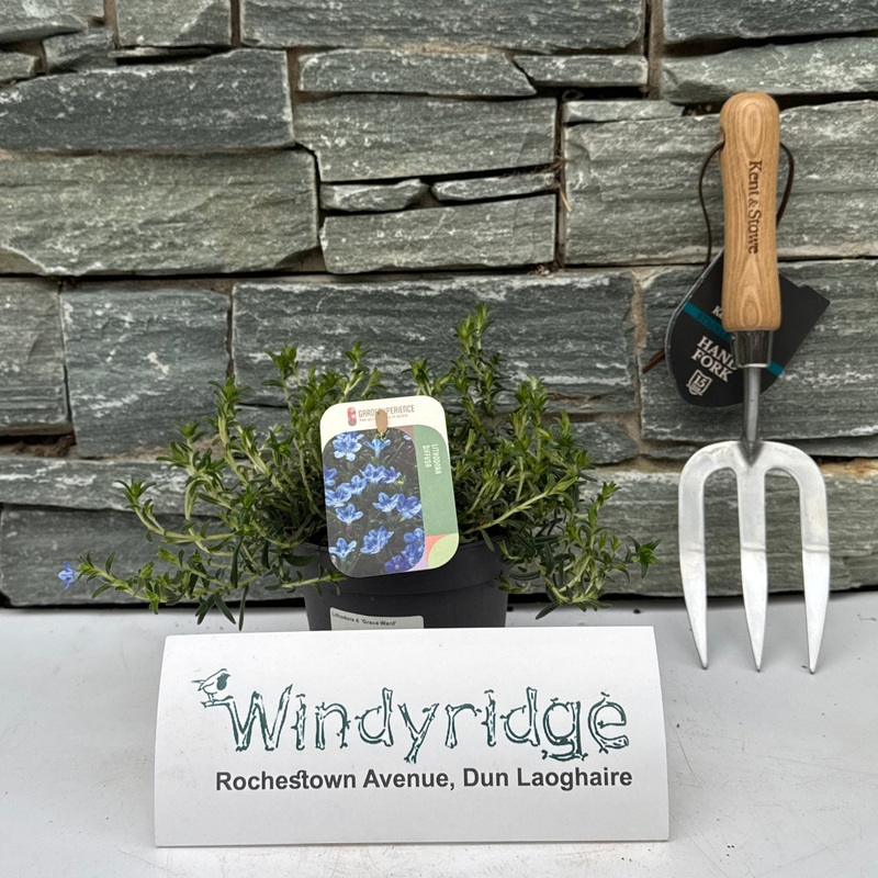 Lithodora d.  Grace Ward