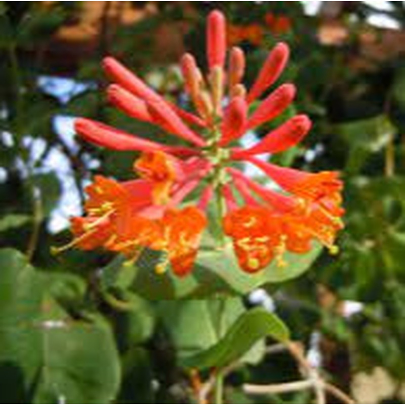 Lonicera henryi  S-pot(2,25 L)