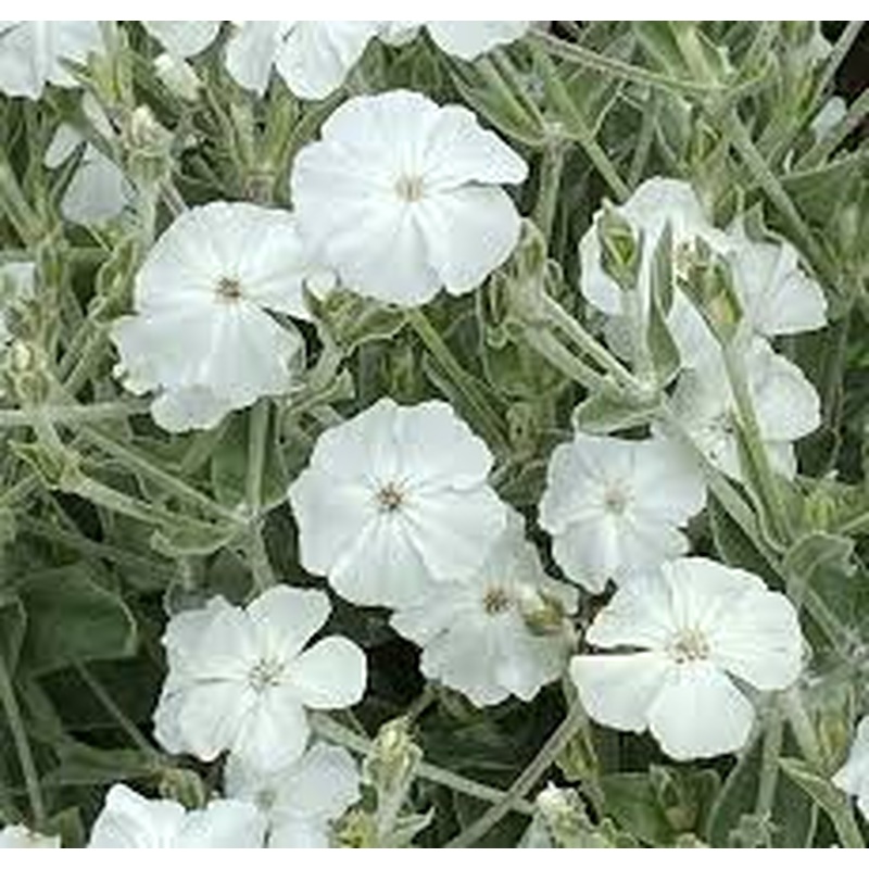 LYCHNIS coronaria Alba