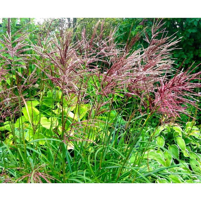 Miscanthus Pink Cloud