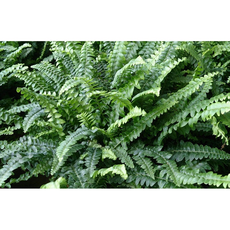 Nephrolepis exal. Boston  P17