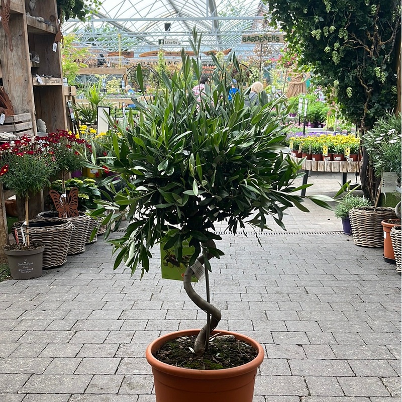 Olea Europaea Spiral
