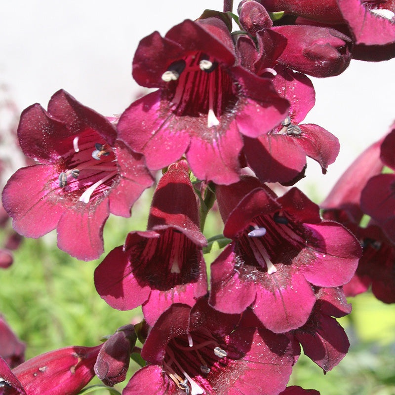 Penstemon Rich Ruby