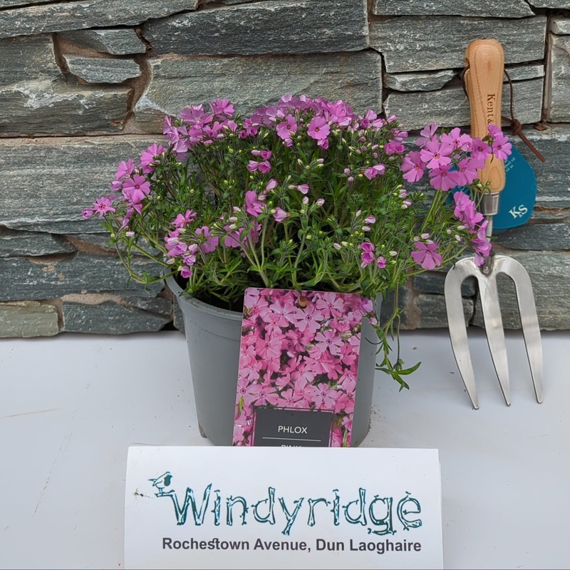 Phlox Goldiphlox Pink 3 Ltr