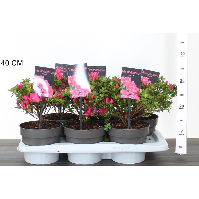 Rhododendron (AJ)  Anouk