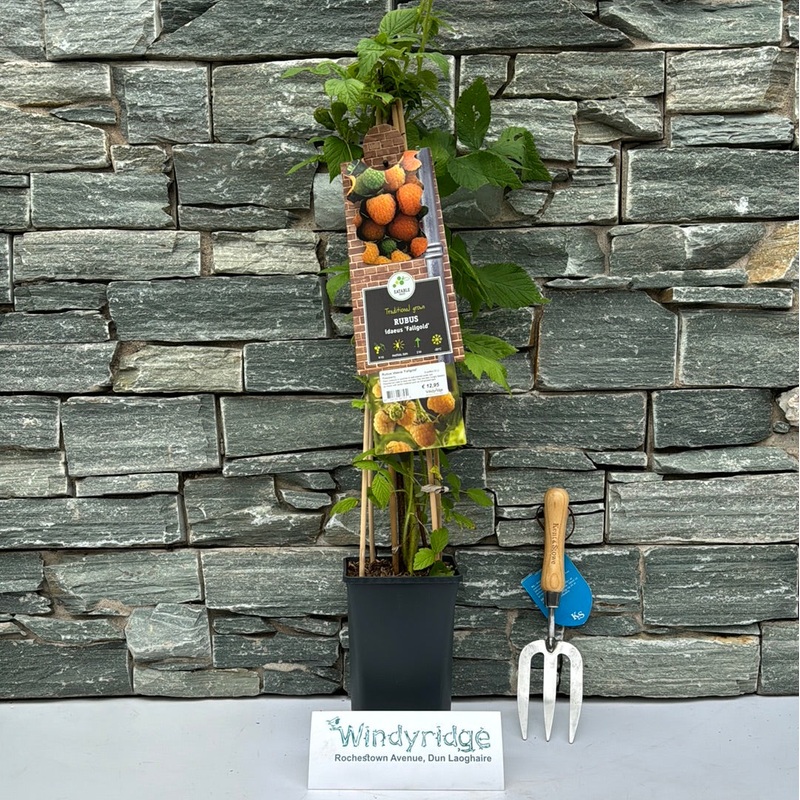 Rubus idaeus Fallgold  S-pot(2,25 L)