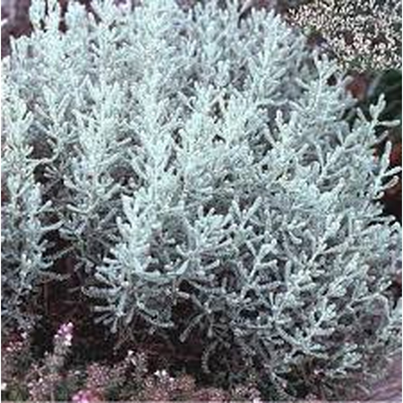 SANTOLINA incana Nana