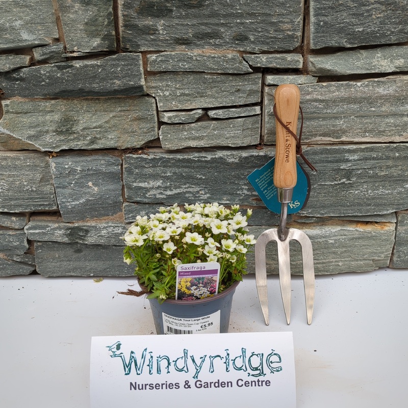 SAXIFRAGA Tour Large White