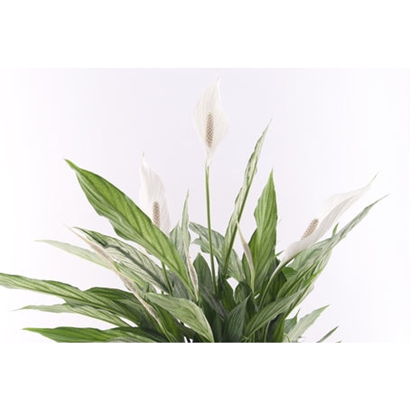 Spathiphyllum Silver Cupido