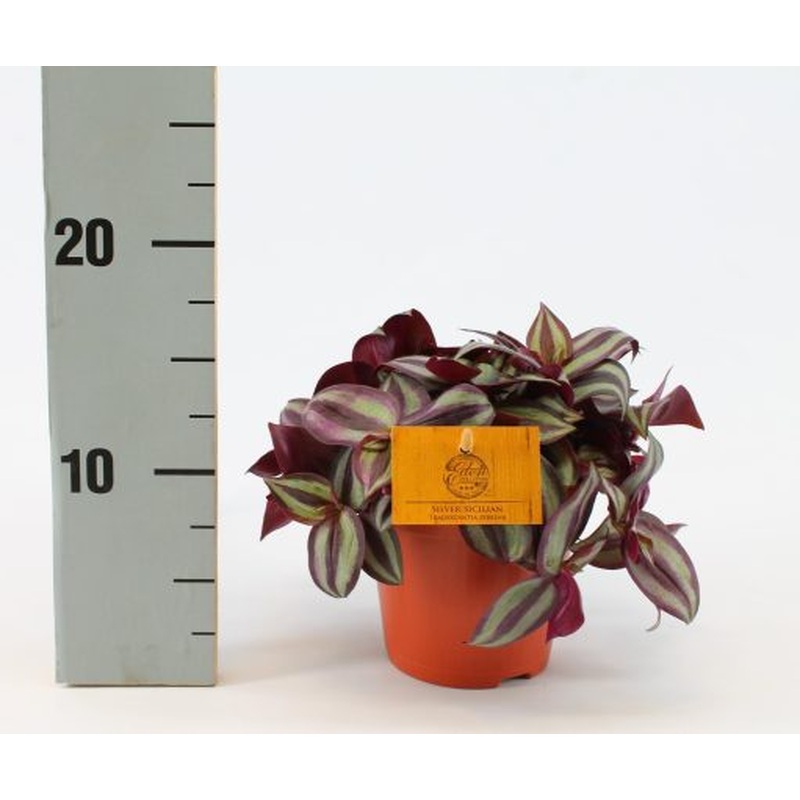 Tradescantia zebrina