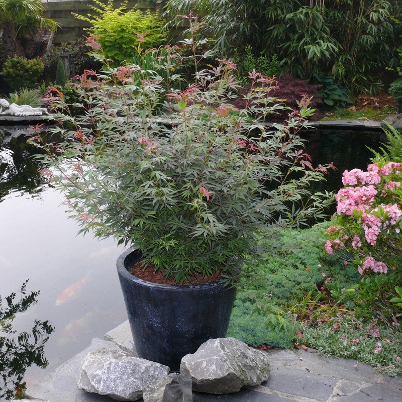 Acer palm. Jerre Schwartz