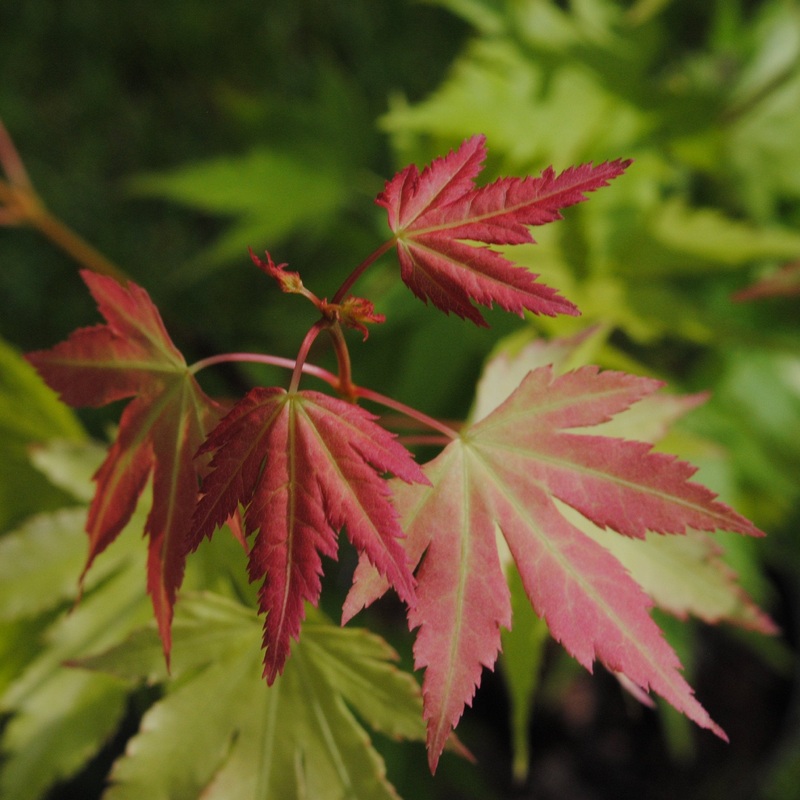Acer palmatum Orange Dream  5 Ltr pot