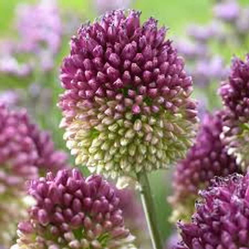 Allium sphaerocephalon  2 Ltr pot