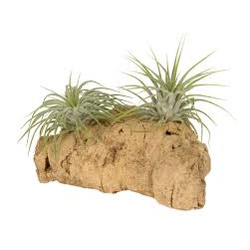 Arr. Tillandsia kurkhout small