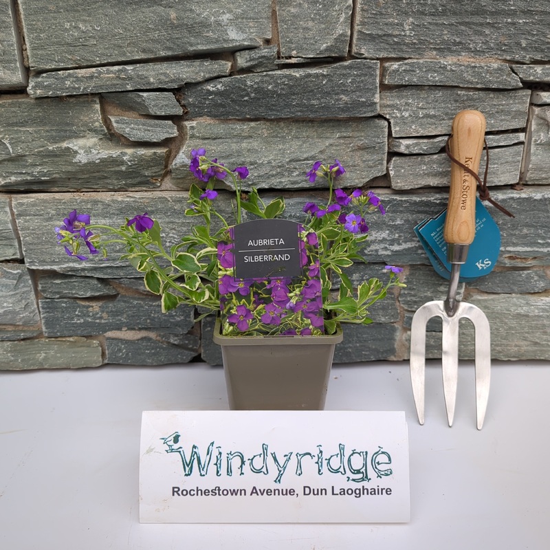 Aubrieta Silberrand 1 Ltr