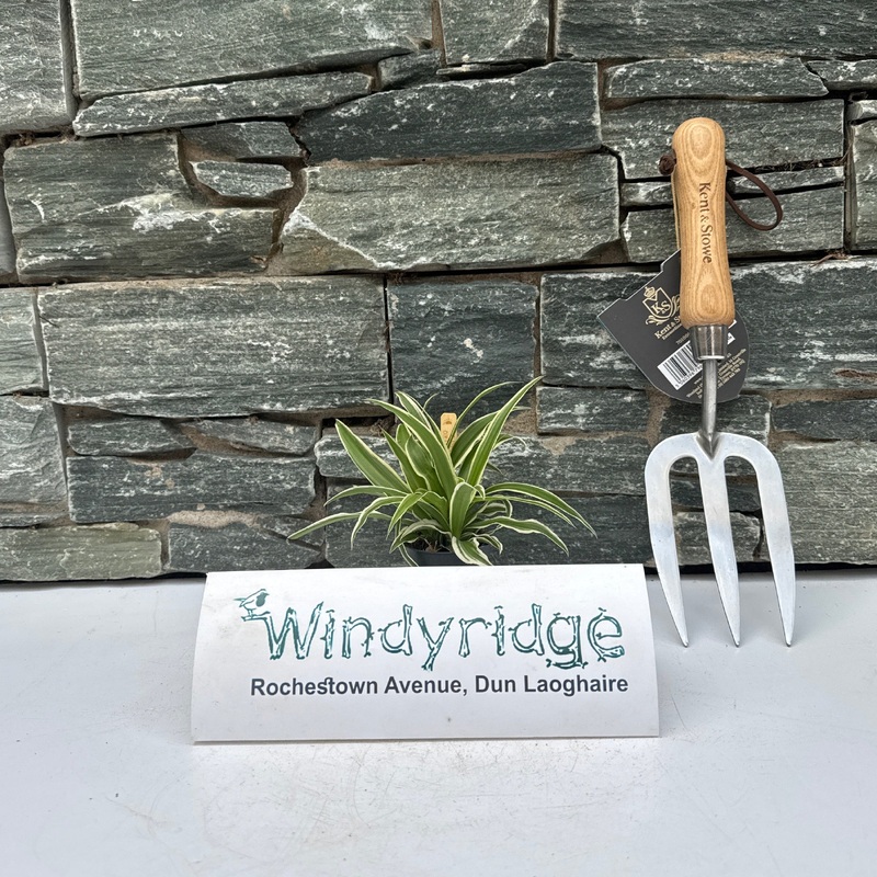 Chlorophytum com. Ocean  6 cm pot