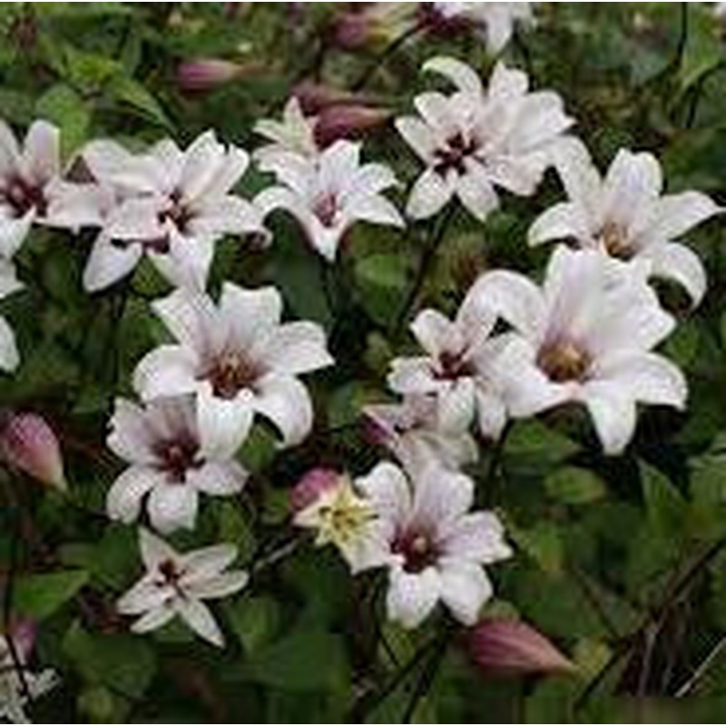 Clematis Princess Kate  S-pot(2,25 L)