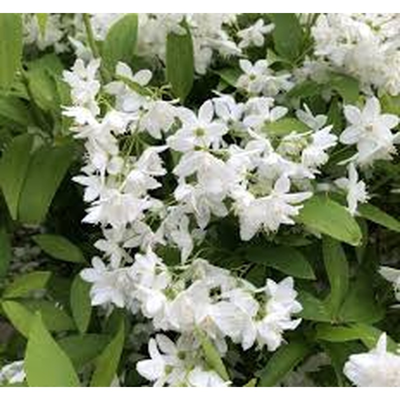 Deutzia Yuki Snowflake