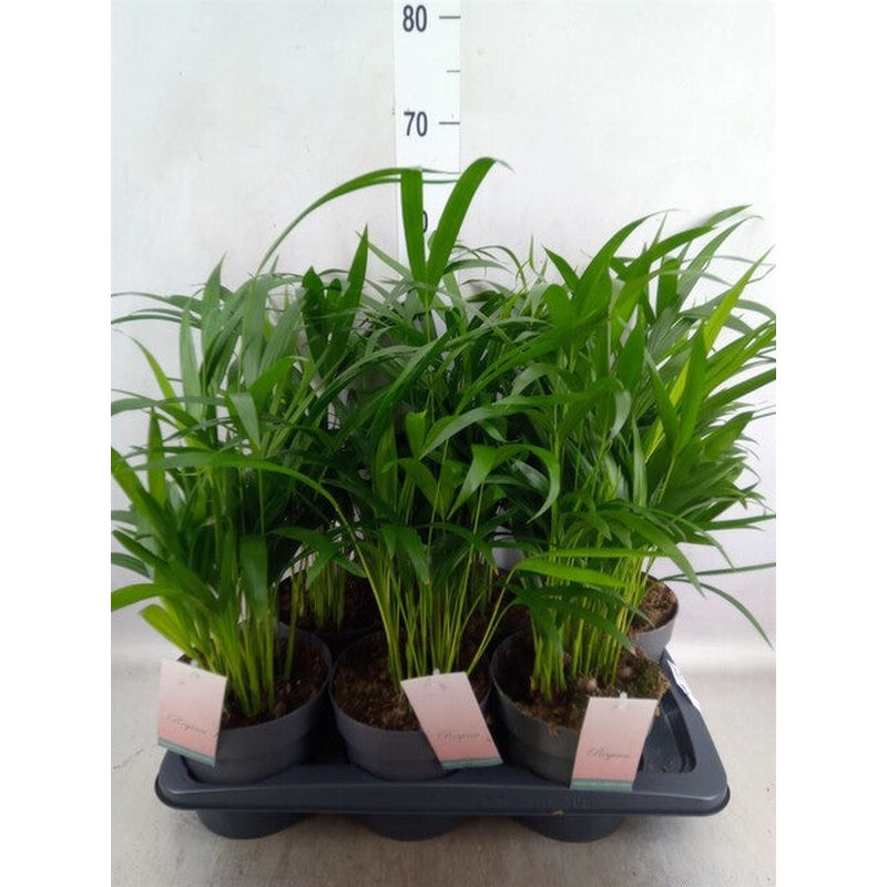 Dypsis lutescens ...Chrysalidoca Areca