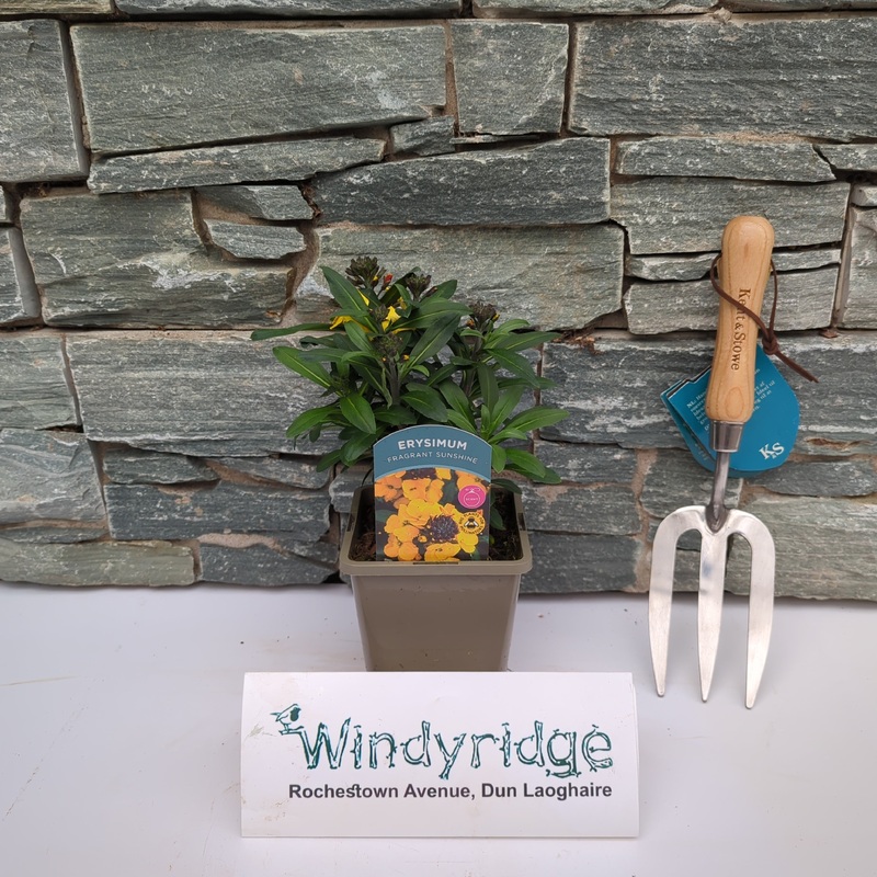 Erysimum Fragrant Sunshine 1 Ltr