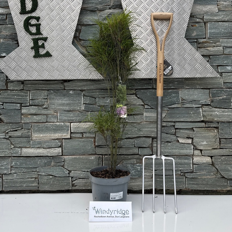 Frangula alnus Fine Line  5 Ltr pot