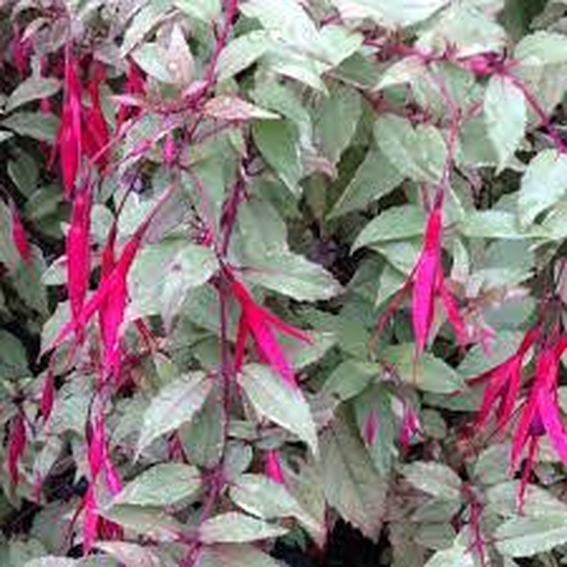 Fuchsia Versicolor