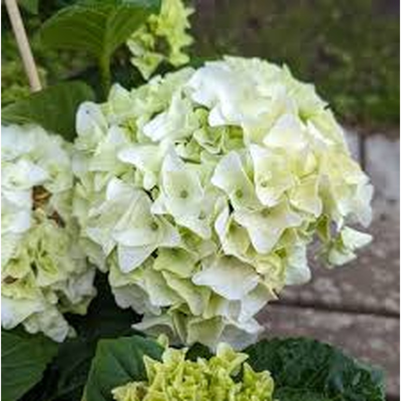 Hydrangea macr. White  5 Ltr pot