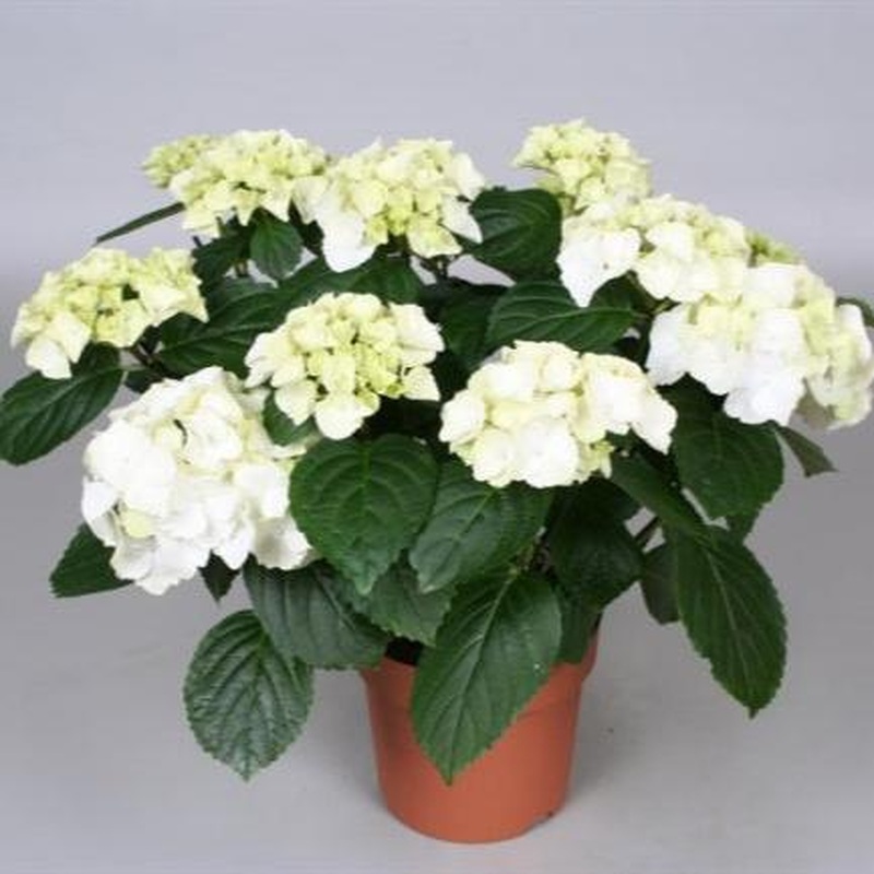 Hydrangea white indoor