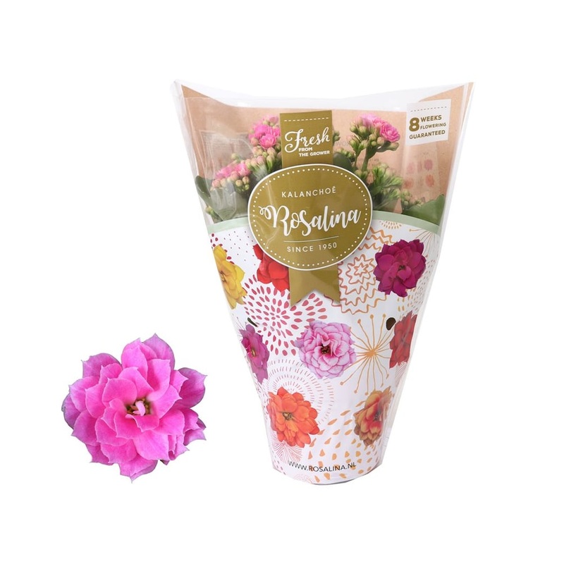 Kalanchoe Don Nando (pink)  P12